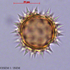 ISEM 1/Bidens_andicola_29027/Bidens_andicola_29027_0001(copy)_thumb.jpg